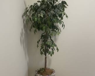Ficus Tree in Chinoiserie Porcelain Planter with Wooden Stand