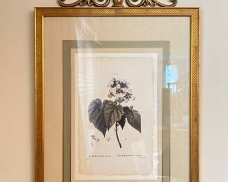 Sparmannia Africana Botanical Print after Pierre-Joseph Redouté