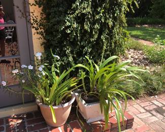Potted plants.