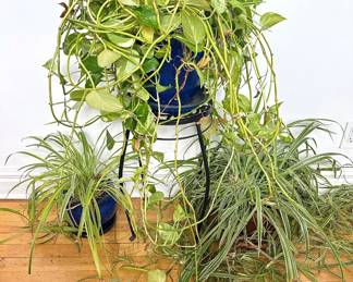 3 Live Plants In Blue Pottery & Terracotta Pots & Small Metal Plant Stand Lot #: 80