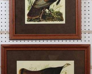 9078 - Hen and Young/ Wild Turkey by John J. Audubon (Description): 19.5 X 23.5