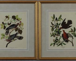 9082 - Zenaid A Dove/ Band Tailed Pigeon John J. Audubon (Description): 14 X 16.5