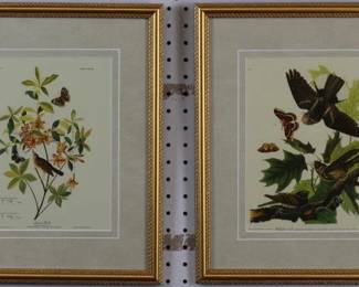 9080 - Whip Poor Will/ Brown Headed Warbler (Description): by John J. Audubon 14 X 16.5