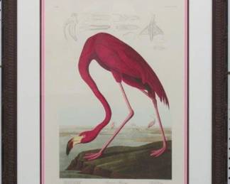 9052 - Pink Flamingo by John J. Audubon (Description): 23 X 28