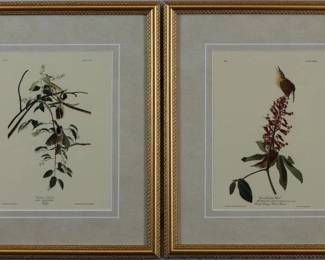 9081 - Carolina Wren/ Carolina Titmouse by John J Audubon (Description): 14 X 16.5