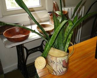Plant in watering can