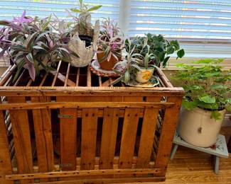 Turkey crate, plants