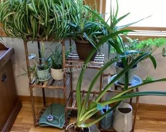 Plants & plant stand
