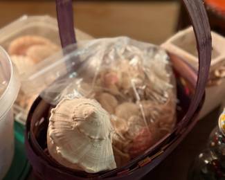 More seashells!