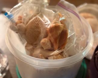 Large collection of seashells