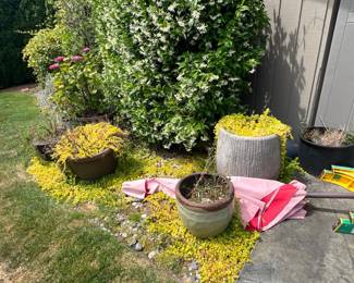 Potted outdoor plants; patio umbrella