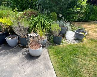 Potted outdoor plants
