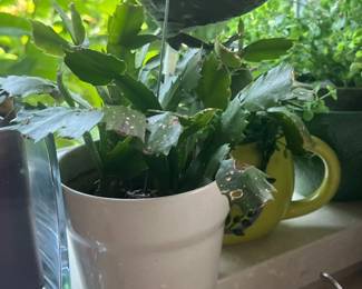 Cactus plants