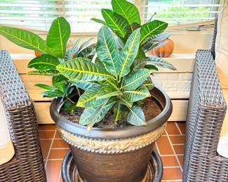 Mature Croton Plant & Resin Pot!