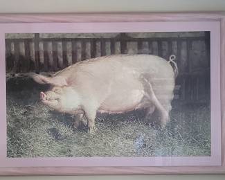 Framed Print of a Pig by James Wyeth