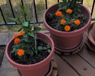 Marigold Flower Pots