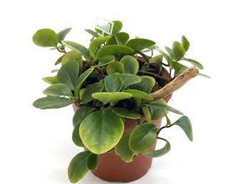Dracaena Marginata and Peperomia Obtusifolia Plant Assortment second image