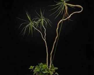 Dracaena Marginata and Peperomia Obtusifolia Plant Assortment