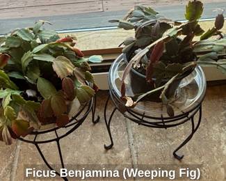 Ficus Benjamina Weeping Fig fifth image