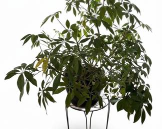 Pothos and Schefflera Houseplants in Decorative Pots with Metal Stands third image