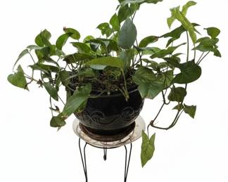 Pothos and Schefflera Houseplants in Decorative Pots with Metal Stands