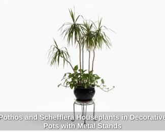 Pothos and Schefflera Houseplants in Decorative Pots with Metal Stands fourth image
