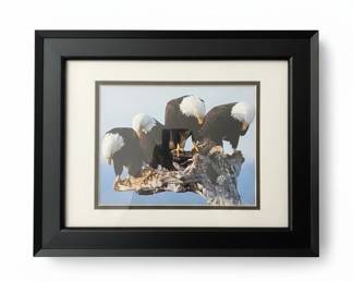 Bald Eagles on Driftwood Framed Print by Peter P. Llewellyn