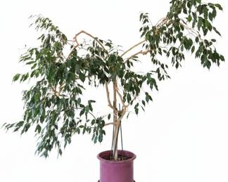 Ficus Benjamina Weeping Fig