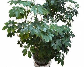 Schefflera Arboricola Dwarf Umbrella Tree