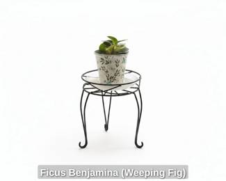 Ficus Benjamina Weeping Fig fourth image