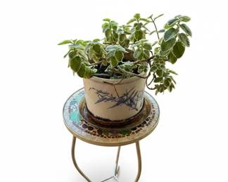 Ficus Benjamina Weeping Fig sixth image