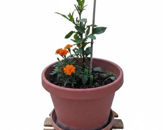 Marigold Flower Pots second image
