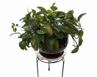 Pothos and Schefflera Houseplants in Decorative Pots with Metal Stands second image
