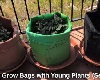 Fabric Grow Bags with Young Plants Set of