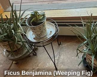 Ficus Benjamina Weeping Fig third image