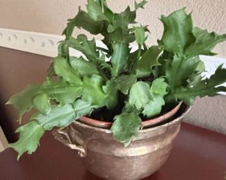 Christmas Cactus in Vintage Metal Pot