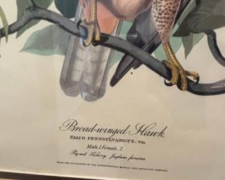 Broadwinged Hawk Falco Pennsylvanicus Print by John James Audubon  Northwestern Mutual Life Insurance Company Collection second image