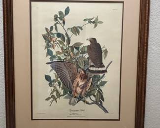 Broadwinged Hawk Falco Pennsylvanicus Print by John James Audubon  Northwestern Mutual Life Insurance Company Collection