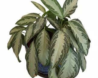Aglaonema Silver Bay Chinese Evergreen