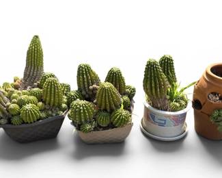 Live Outdoor Cactus Plants