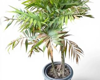 Live Outdoor Palm Plant