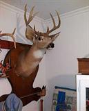 Whitetail deer mount