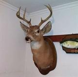 Whitetail deer mount