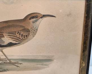 Bifasciated Lark Print