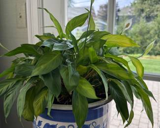 Potted and healthy houseplants