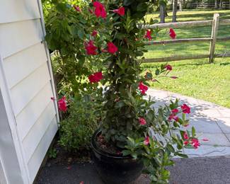 Pair of Large Planters