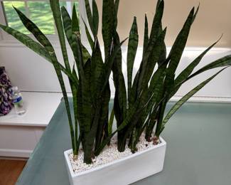Real Plant
