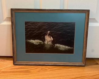 153 17x13framed1984humpbackwhalephoto