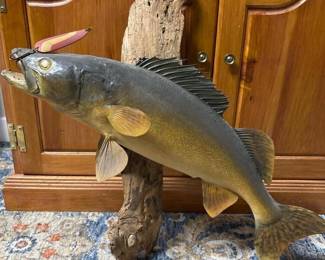 241 freestandingwalleyefishtaxidermymoun