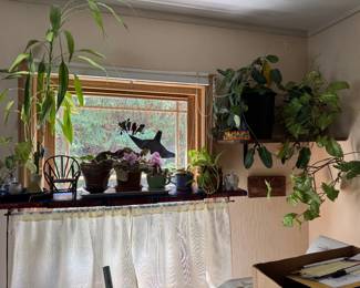 real plants AFRICAN VIOLETS NOT FOR SALE